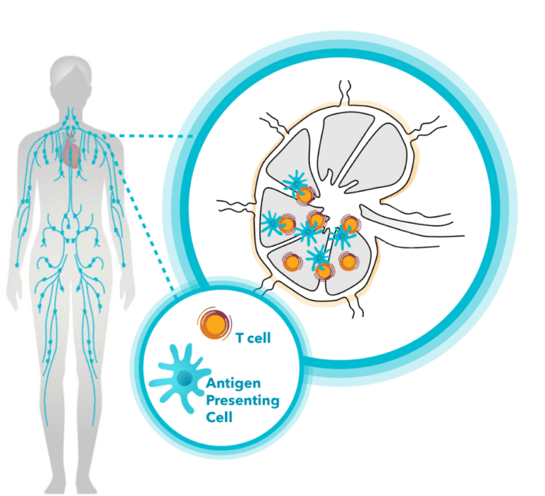 Lymph Nodes: The Center of Immune Response | Elicio Therapeutics